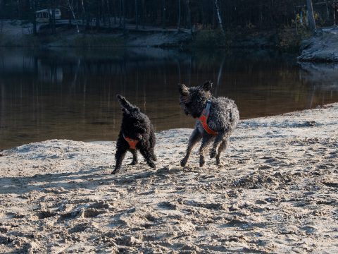 Widziałam szczęśliwe psy… a raczej suki