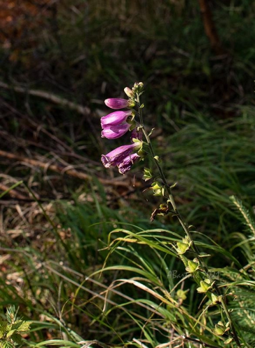 naparstnica purpurowa