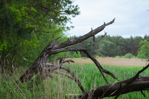 Meandry - Wronia Woda