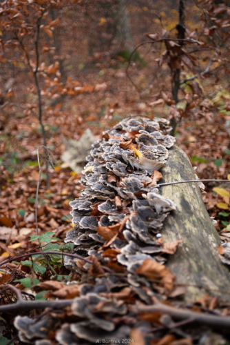 Szaroporka podpalana