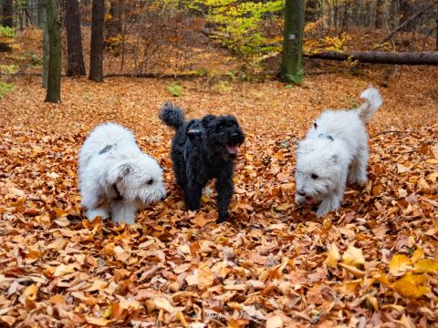 Ucieczka Na Śląsk przed deszczem
