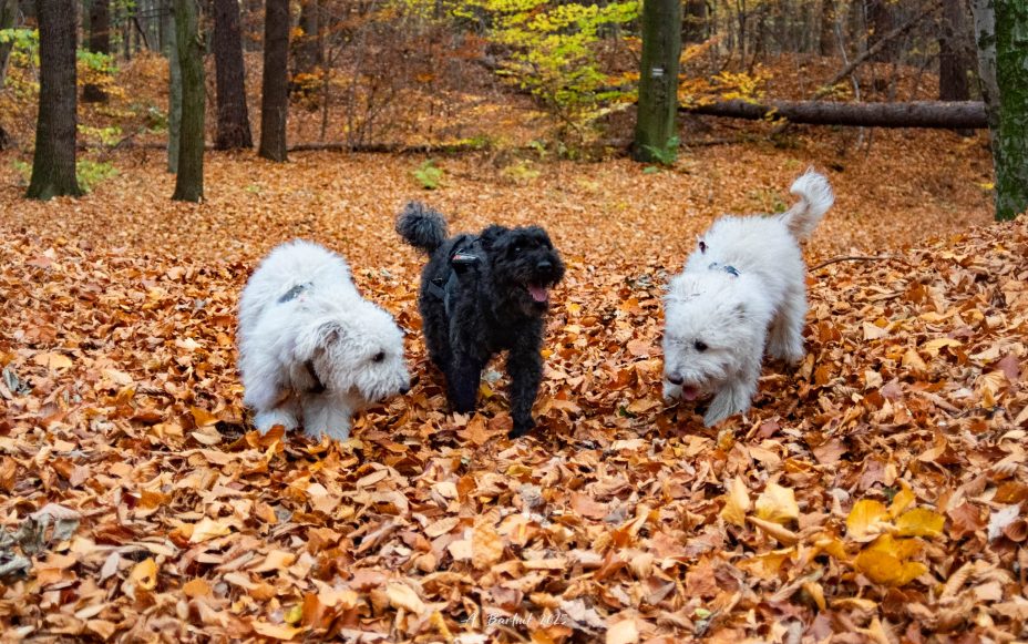 Ucieczka Na Śląsk przed deszczem